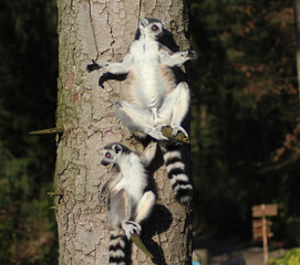 The ring-tailed lemur (Lemur catta)	