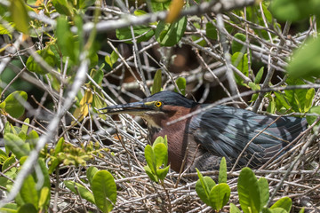 Green Heron Incubating, J.N. ''Ding'' Darling National Wildlife Refuge, Sanibel Island, Florida, USA