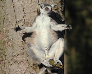 The ring-tailed lemur (Lemur catta)	