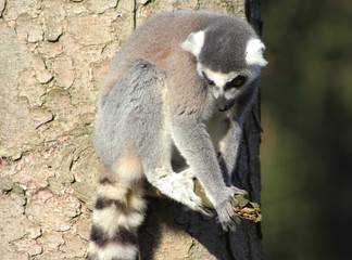 The ring-tailed lemur (Lemur catta)	