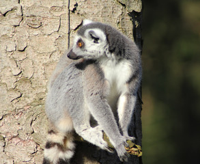 The ring-tailed lemur (Lemur catta)	