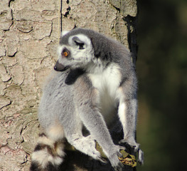 The ring-tailed lemur (Lemur catta)	