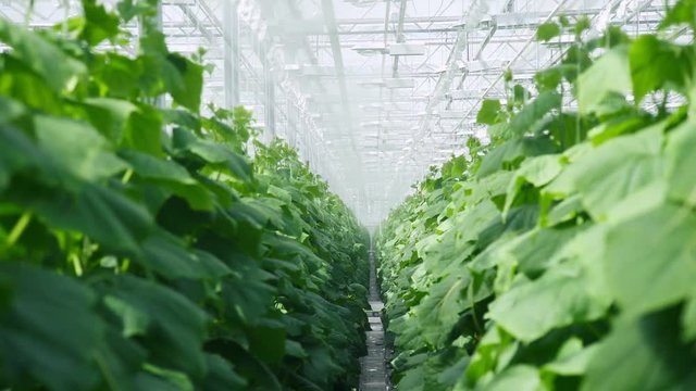 Greenhouse cultivation of cucumbers in a closed ground. Shading system in a modern industrial greenhouse. Modern farming, eco-complex, greenhouse farming with cucumbers. Complex for growing cucumbers.