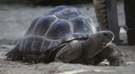 Aldabra Giant (Aldabrachelys gigantea)