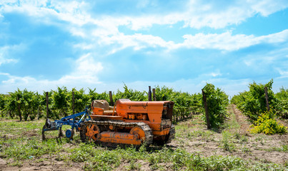 Obraz premium Vineyard with tractor