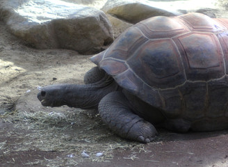 Aldabra Giant (Aldabrachelys gigantea)