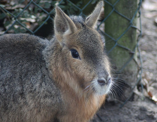 Pagonian Mara (Dolichotis patagonum)