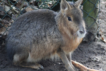 Pagonian Mara (Dolichotis patagonum)