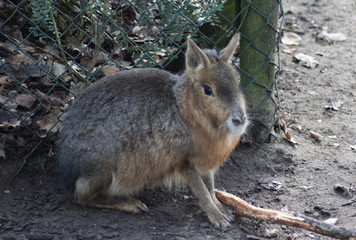 Pagonian Mara (Dolichotis patagonum)
