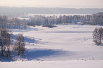 Birch trees under hoarfrost in snow field in winter season