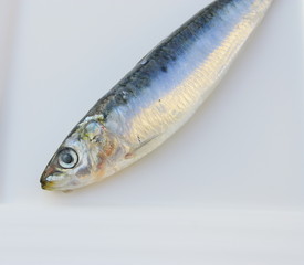 sardine crue,isolée dans assiette,poisson