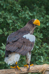 Steller's sea eagle, Haliaeetus pelagicus, eagle
