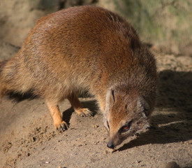 The yellow mongoose (Cynictis penicillata)	