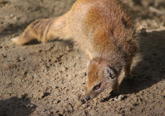 The yellow mongoose (Cynictis penicillata)	