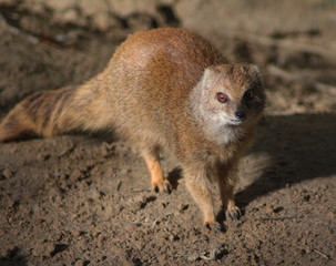 The yellow mongoose (Cynictis penicillata)	