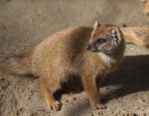 The yellow mongoose (Cynictis penicillata)	