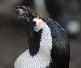 The African penguin (Spheniscus demersus)