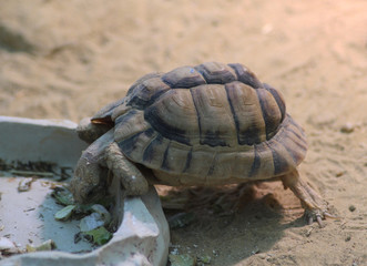 Obraz premium Kleinmann's tortoise (Testudo kleinmanni )
