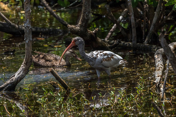 Juvenile White Ibis and Mottled Duck, J.N. ''Ding'' Darling National Wildlife Refuge, Sanibel Island, Florida, USA