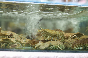 Thenus orientalis are in glass tank