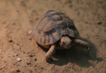 Kleinmann's tortoise (Testudo kleinmanni )