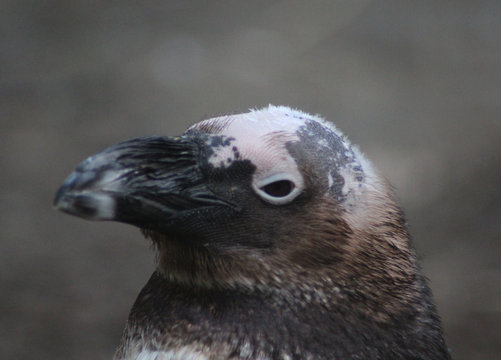 The African penguin (Spheniscus demersus)