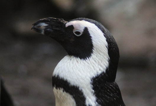 The African penguin (Spheniscus demersus)