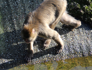 The Japanese macaque (Macaca fuscata)