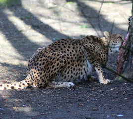 The cheetah (Acinonyx jubatus)