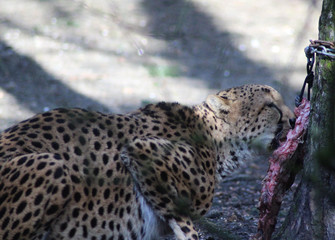 The cheetah (Acinonyx jubatus)