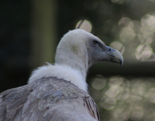 The griffon vulture (Gyps fulvus)