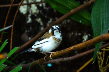 Bird