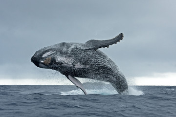 humpback whale, megaptera novaeangliae, Tonga, Vava'u island © prochym
