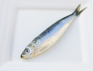sardine crue,isolée dans assiette,poisson