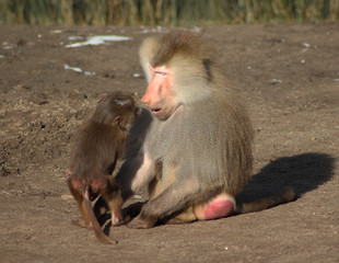 The hamadryas baboon (Papio hamadryas)