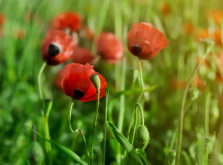 Poppy flowers in bloom at green field at sunlight