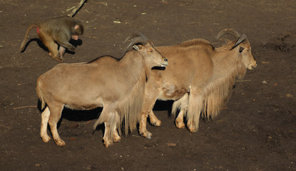 Barbary sheep