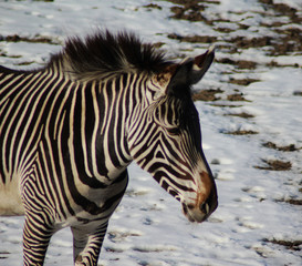 The Grévy's zebra (Equus grevyi)