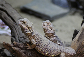 bearded dragon (Pogona vitticeps)