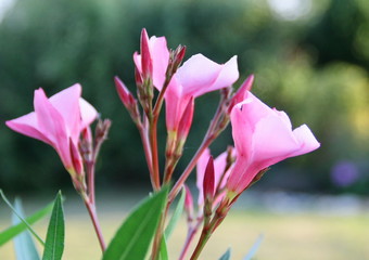 détail de laurier rose en fleurs,en été