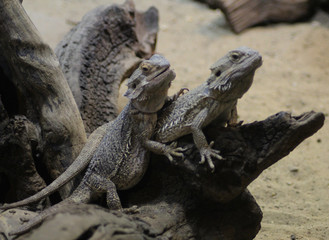 bearded dragon (Pogona vitticeps)