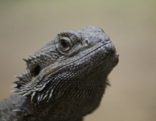 bearded dragon (Pogona vitticeps)