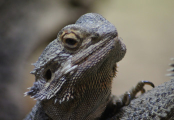 bearded dragon (Pogona vitticeps)