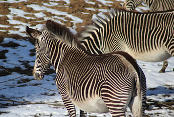 Fototapeta na wymiar The Grévy's zebra (Equus grevyi)