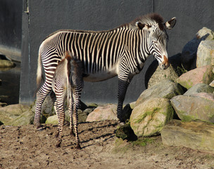 Fototapeta na wymiar The Grévy's zebra (Equus grevyi)