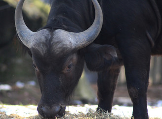 Obraz premium The African buffalo (Syncerus caffer)