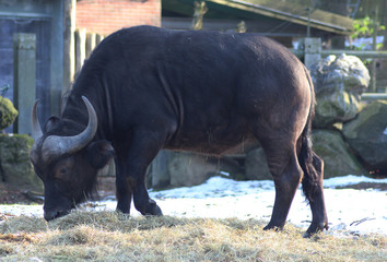 Obraz premium The African buffalo (Syncerus caffer)