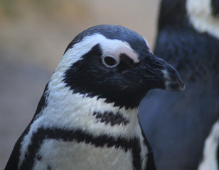 The African penguin (Spheniscus demersus)	