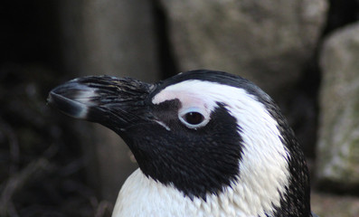 Fototapeta premium The African penguin (Spheniscus demersus) 