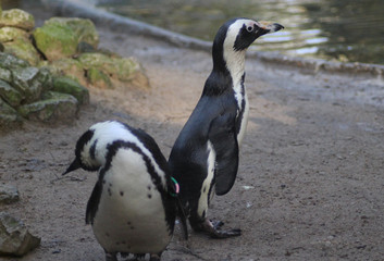 The African penguin (Spheniscus demersus)	